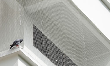 Pigeon Safety Nets